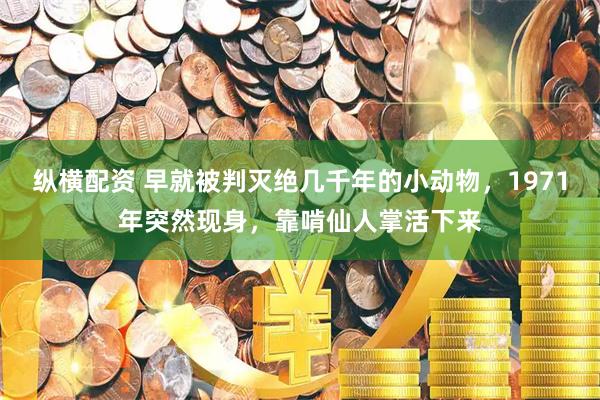 纵横配资 早就被判灭绝几千年的小动物,1971年突然现身,靠啃仙人掌活下来